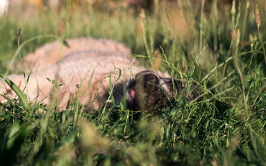 Lonely homeless dog outdoors in the grass