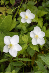 Obraz premium White wildflowers in the Columbia River Gorge, Oregon