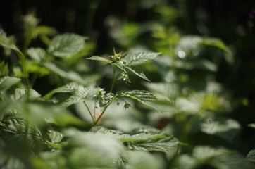 green leaves of a tree