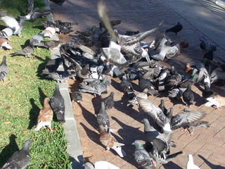 palomas en parque de ciudad