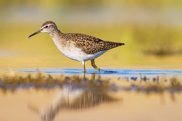WAter nature and water birds. Wood Sandpiper. Tringa glareola. Wetland background.