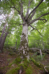 Forest in Moncayo National Park in Zaragoza Province Spain