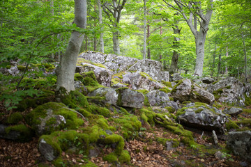 Forest in Moncayo National Park in Zaragoza Province Spain
