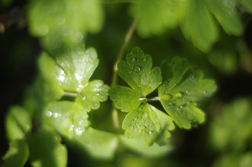 green leaves of basil