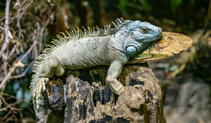 Close up view of iguana sitting on the bark of a tree among the green at the zoo