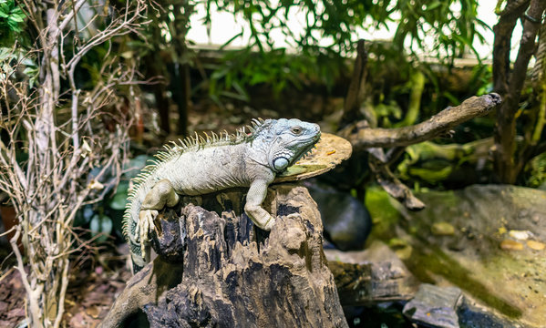 Photo of iguana sitting on the bark of a tree among the green at the zoo