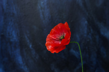 one poppy flower macro shot on dark blue background