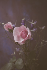 small light pink rose and wild flowers on dark background