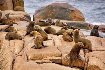 Sea lions at Punta Diablo in Uruguay