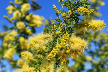 SENEGALIA GREGGII - CATCLAW - 29 PALMS - 050919, Spring in the Southern Mojave Desert brings forth...