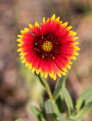 Red and yellow wildflower