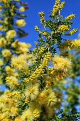 SENEGALIA GREGGII - CATCLAW - 29 PALMS - 050919, Spring in the Southern Mojave Desert brings forth their beautiful flowering spikes or Catkins. These native plants need their original habitat.