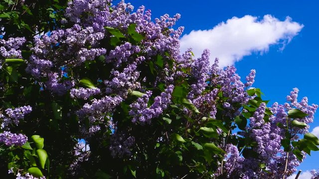 Pink lilac overlooking the blue sky