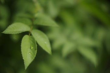 green leaf with drops of water