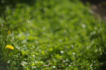 green grass background