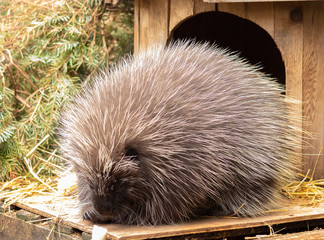 Porcupine (male)
