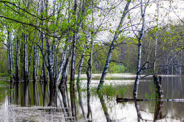 spring grove of trees flooded during high water