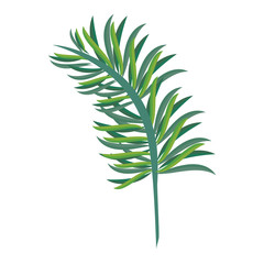 Tropical leaves nature cartoon isolated