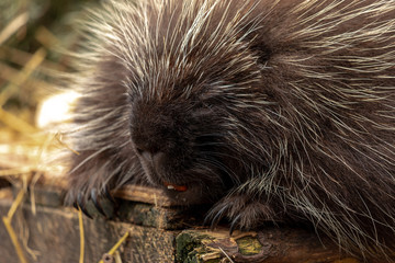 Porcupine (male)