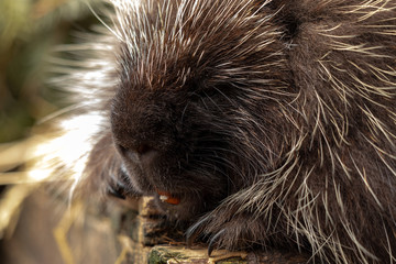Porcupine (male)