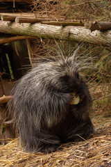 Porcupine (female)