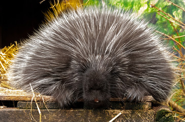 Porcupine (male)