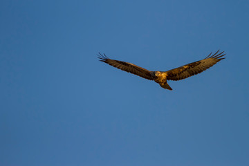 Flying wild bird. Blue sky background. Bird: Long legged Buzzard. Buteo rufinus.