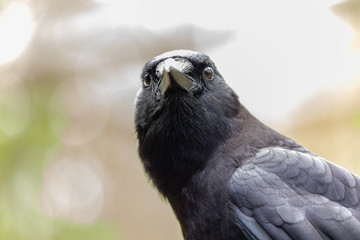 Crow