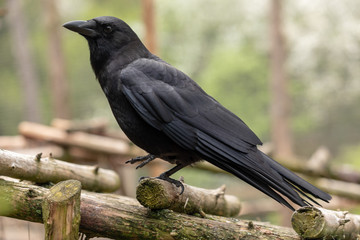 Crow
