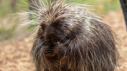 Porcupine (female)