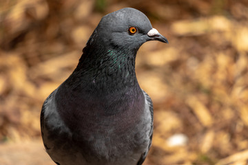Pigeon (male)
