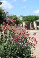 公園の咲くお花たち