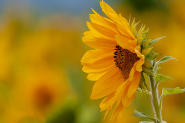Sonnenblume (Helianthus annuus)