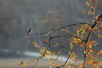 bird on branch