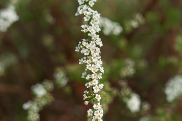 Beautiful little flowers. Natural background.