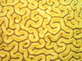 Naklejka premium COZUMEL, MEXICO: yellow brain coral, texture like a labyrinth