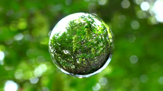 映像素材 球体 森に咲く花