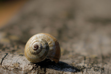 Concha de caracol al sol