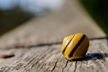 Concha de caracol al sol
