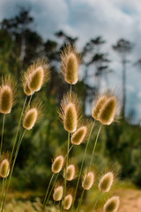 Fototapeta premium Flores silvestres 