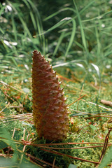 Piña caida sobre el cesped