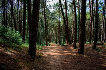 Fototapeta premium Camino hacia el bosque 