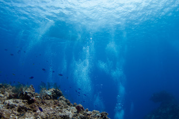 Fototapeta na wymiar COZUMEL, MEXICO: little fishes and corals on a deep blue ocean