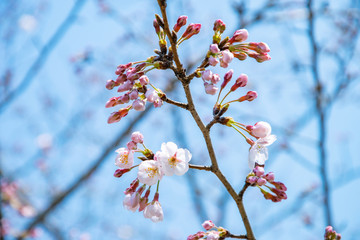桜開花アップ