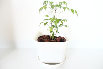 ステレオスペルマム