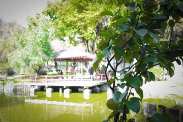 Obraz premium Jardín Japones