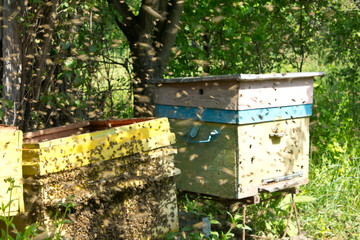 Beginning swarming of bees