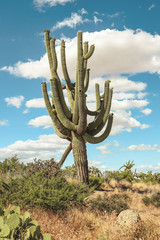 Huge Saguaro in Arizona in the Spring