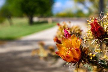 Cholla cactus blooming in the spring