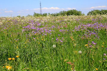 Flower meadow, flowers, UNESCO Biosphere Reserve Rhön, Thuringia, Germany, Europe